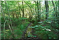 Small stream in Book Hurst Wood