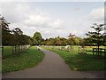 Tree avenue in Peckham Rye Park