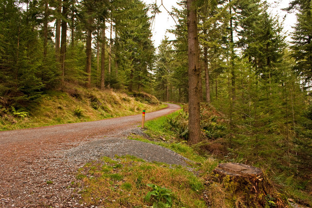 Grizedale Forest Park Track and Trail