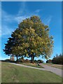 Tree in High Hazels Park, Handsworth Hill, Sheffield