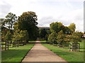 Lime Avenue in Peckham Rye Park