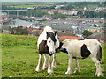 Cobs above Whitby