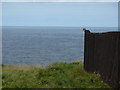 Wee cat on fence