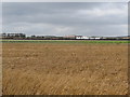 View across a field of grain towards the Bishopscourt Racing Circuit