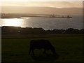 HY4611 : Kirkwall: cow and harbour view from Work Road by Chris Downer