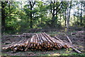 Timber stack, Lower Canfold Wood