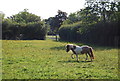 Pony in a field near Ewhurst Green