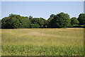 Woodland across a measdow, Ewhurst Green