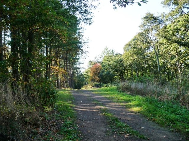 Track through Cawthorne Park Wood