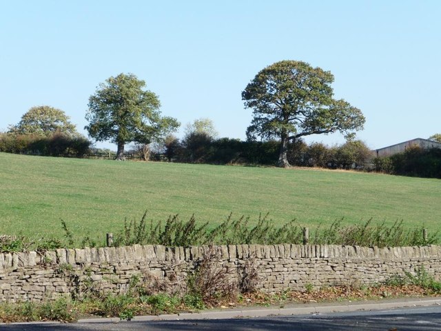 Trees on a field boundary, alongside a footpath