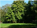 Seat beneath tree seen from footpath