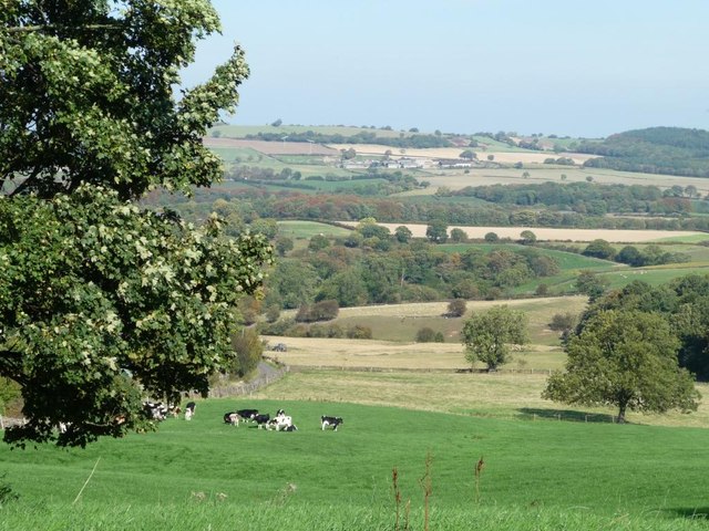 Cows grazing on Cat Hill