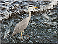 SJ8390 : Grey Heron at Northenden Weir by David Dixon