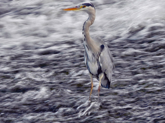 Grey Heron, Northenden Weir