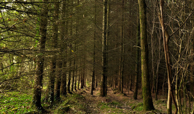 Trees, Ballysallagh forest, Craigantlet