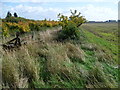 Edge of an orchard near Over