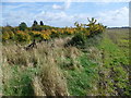 Overgrown orchard near Over