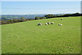 Sheep on Waun Fawr