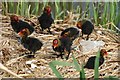 Coots nest at  Ham Island, Old Windsor