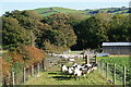 Sheep in the Rheidol valley