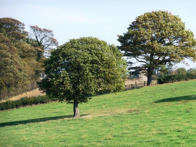 Farmland trees near Upper House