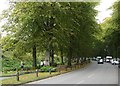 A leafy way below Arundel Castle