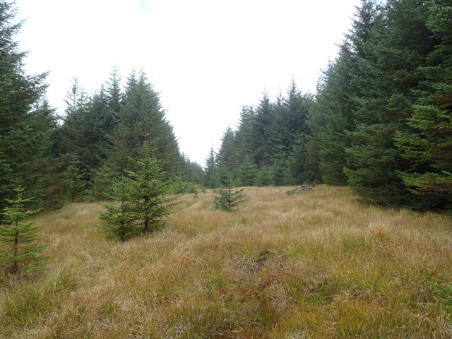 Forest clearing near Low Craigeazle