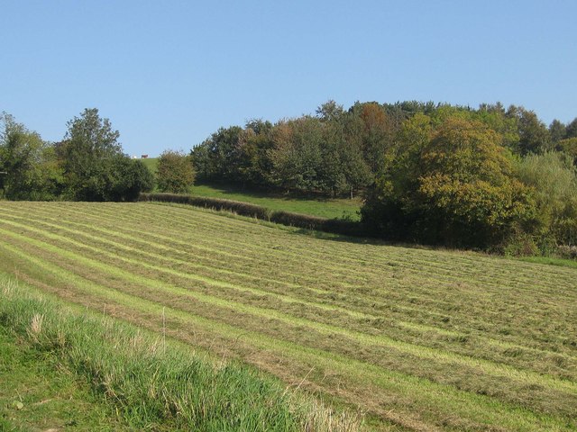 Grass crop drying in the hot September sunshine