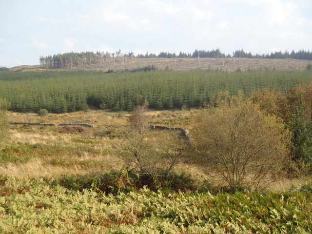 Forest below Darsalloch Hill