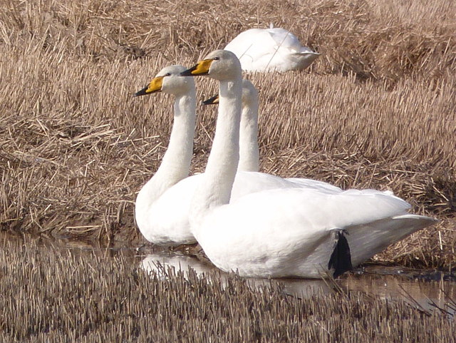 Whooper Swans are back!