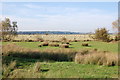 Sheep on Romney Marsh