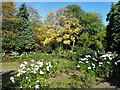 Rose garden, Brenchley Gardens