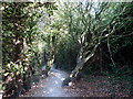 Footpath at Bishopstone Glen