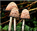 Fungus, Lambeg