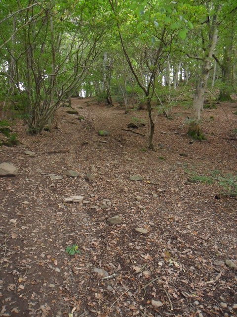 Castlehead Wood