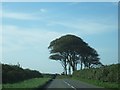 Trees at Fernhill Cross