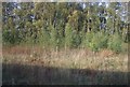 Trees beside the Sherburn to Selby railway