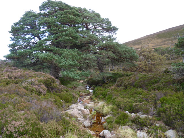 A Scots pine near the Water of Gairney