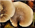 Fungus, Lisburn (8)