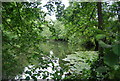 Fish pond, Swanton Valley