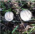 ST8222 : Interesting fungi by Jonathan Kington