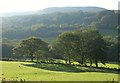 Trees in Glyn Tarell