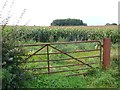 Maize Field