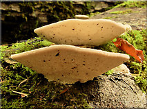 J4682 : Fungus, Crawfordsburn Country Park, 2011-6 by Albert Bridge