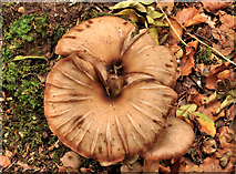 J4682 : Fungus, Crawfordsburn Country Park,  2011-7 by Albert Bridge