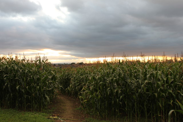 Sunset over the cornfields, Monarch Way