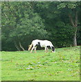 Cob at Larpool Wood