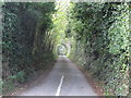 Arched trees on the Carrowmore Road