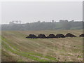 Manure heaps on harvested land west of the Ballygilbert Road