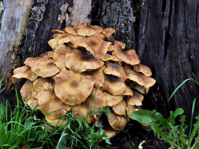 Fungus, Tillysburn, Belfast